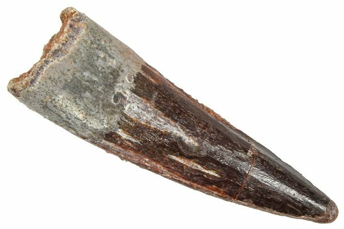 Fossil Spinosaurus Tooth - Beautiful Preservation #372907